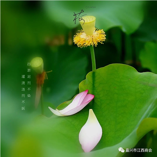 6268ae4fb5422.png image.png